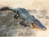gator-this-one-is-about-10-and-one-half-feet-long